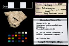 Foto (Objekt + Etikett) von Protosphaeroma ernstbrunnense (Bachmayer, 1949)  (NHMW-GEO-1990-0041-10193)